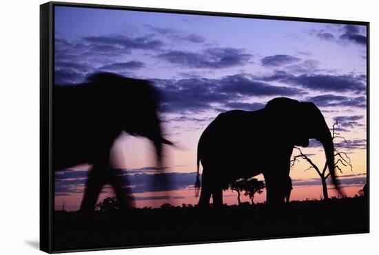 Elephants Silhouetted at Dusk-Paul Souders-Framed Stretched Canvas