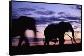 Elephants Silhouetted at Dusk-Paul Souders-Framed Stretched Canvas
