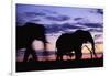 Elephants Silhouetted at Dusk-Paul Souders-Framed Photographic Print