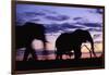 Elephants Silhouetted at Dusk-Paul Souders-Framed Photographic Print