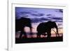 Elephants Silhouetted at Dusk-Paul Souders-Framed Photographic Print