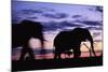 Elephants Silhouetted at Dusk-Paul Souders-Mounted Photographic Print