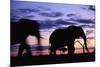 Elephants Silhouetted at Dusk-Paul Souders-Mounted Photographic Print