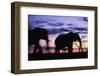 Elephants Silhouetted at Dusk-Paul Souders-Framed Photographic Print