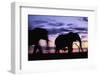 Elephants Silhouetted at Dusk-Paul Souders-Framed Photographic Print