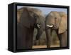 Elephants Socialising in Addo Elephant National Park, Eastern Cape, South Africa-Ann & Steve Toon-Framed Stretched Canvas