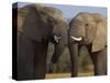 Elephants Socialising in Addo Elephant National Park, Eastern Cape, South Africa-Ann & Steve Toon-Stretched Canvas