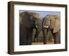 Elephants Socialising in Addo Elephant National Park, Eastern Cape, South Africa-Ann & Steve Toon-Framed Photographic Print