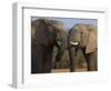 Elephants Socialising in Addo Elephant National Park, Eastern Cape, South Africa-Ann & Steve Toon-Framed Photographic Print