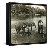 Elephants, Sri Lanka (Ceylo)-Underwood & Underwood-Framed Stretched Canvas