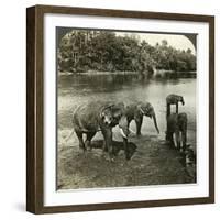 Elephants, Sri Lanka (Ceylo)-Underwood & Underwood-Framed Photographic Print