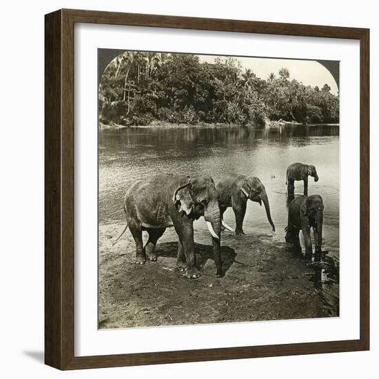 Elephants, Sri Lanka (Ceylo)-Underwood & Underwood-Framed Photographic Print