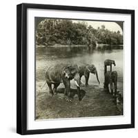 Elephants, Sri Lanka (Ceylo)-Underwood & Underwood-Framed Photographic Print