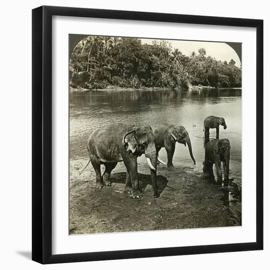 Elephants, Sri Lanka (Ceylo)-Underwood & Underwood-Framed Photographic Print