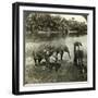 Elephants, Sri Lanka (Ceylo)-Underwood & Underwood-Framed Photographic Print