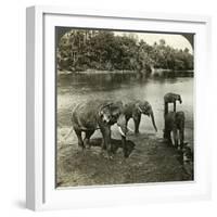 Elephants, Sri Lanka (Ceylo)-Underwood & Underwood-Framed Photographic Print