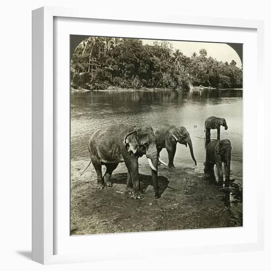 Elephants, Sri Lanka (Ceylo)-Underwood & Underwood-Framed Photographic Print