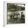 Elephants, Sri Lanka (Ceylo)-Underwood & Underwood-Framed Photographic Print