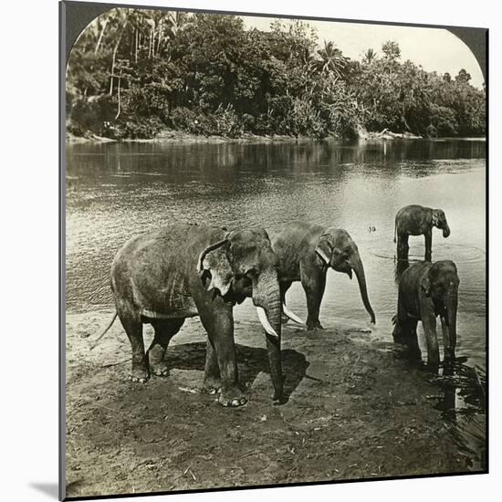 Elephants, Sri Lanka (Ceylo)-Underwood & Underwood-Mounted Photographic Print