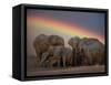 Elephants Taking Mud Bath-Jim Zuckerman-Framed Stretched Canvas