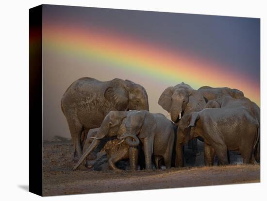 Elephants Taking Mud Bath-Jim Zuckerman-Stretched Canvas