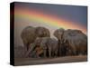 Elephants Taking Mud Bath-Jim Zuckerman-Stretched Canvas