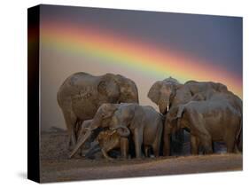 Elephants Taking Mud Bath-Jim Zuckerman-Stretched Canvas