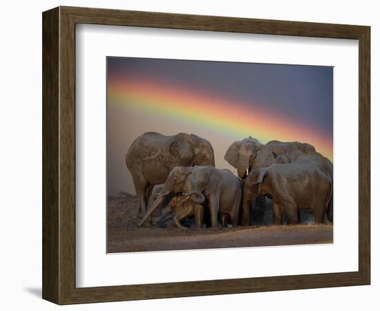 Elephants Taking Mud Bath-Jim Zuckerman-Framed Photographic Print