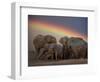 Elephants Taking Mud Bath-Jim Zuckerman-Framed Photographic Print