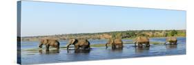 Elephants Walking Through Chobe River, Chobe National Park, Near the Town of Kasane, Botswana, Sout-Christian Heeb-Stretched Canvas