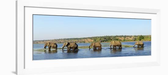 Elephants Walking Through Chobe River, Chobe National Park, Near the Town of Kasane, Botswana, Sout-Christian Heeb-Framed Photographic Print