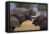 Elephants with Trunks Entwined-DLILLC-Framed Stretched Canvas