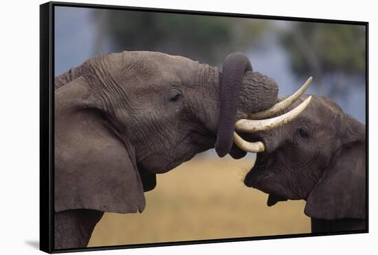 Elephants with Trunks Entwined-DLILLC-Framed Stretched Canvas