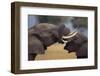 Elephants with Trunks Entwined-DLILLC-Framed Photographic Print