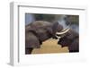 Elephants with Trunks Entwined-DLILLC-Framed Photographic Print