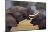 Elephants with Trunks Entwined-DLILLC-Mounted Photographic Print