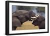 Elephants with Trunks Entwined-DLILLC-Framed Photographic Print