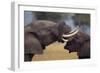 Elephants with Trunks Entwined-DLILLC-Framed Photographic Print