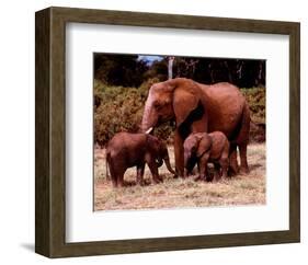 Elephants-null-Framed Art Print