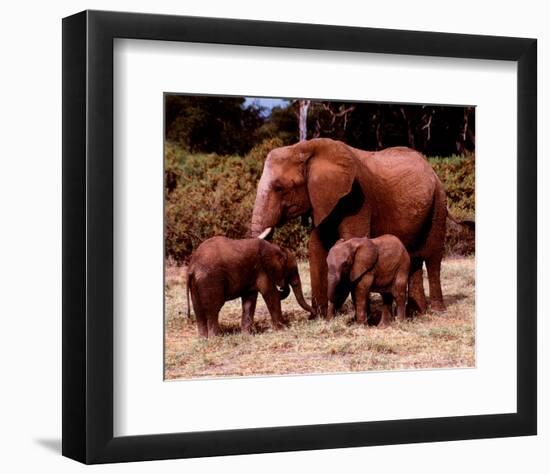 Elephants-null-Framed Art Print
