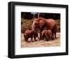 Elephants-null-Framed Art Print