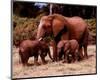 Elephants-null-Mounted Art Print