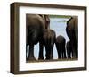 Elephants-Philippe Bourseiller-Framed Art Print