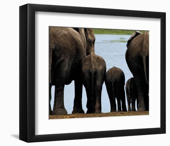 Elephants-Philippe Bourseiller-Framed Art Print