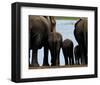 Elephants-Philippe Bourseiller-Framed Art Print