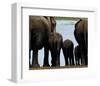 Elephants-Philippe Bourseiller-Framed Art Print