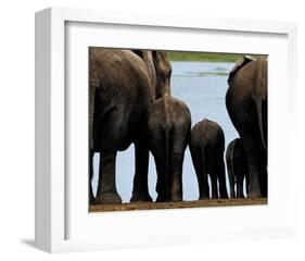 Elephants-Philippe Bourseiller-Framed Art Print