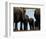 Elephants-Philippe Bourseiller-Framed Art Print