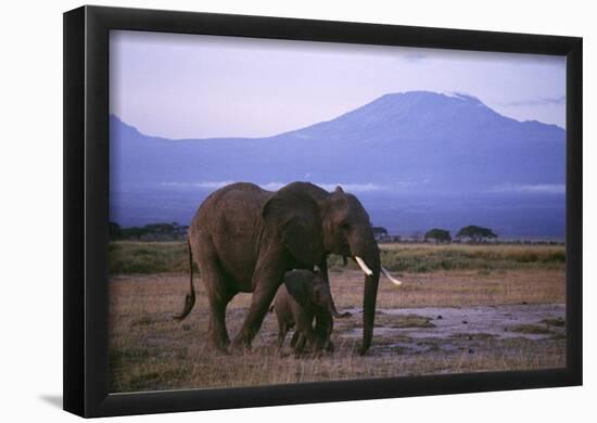 Elephants-null-Framed Poster