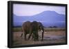 Elephants-null-Framed Poster